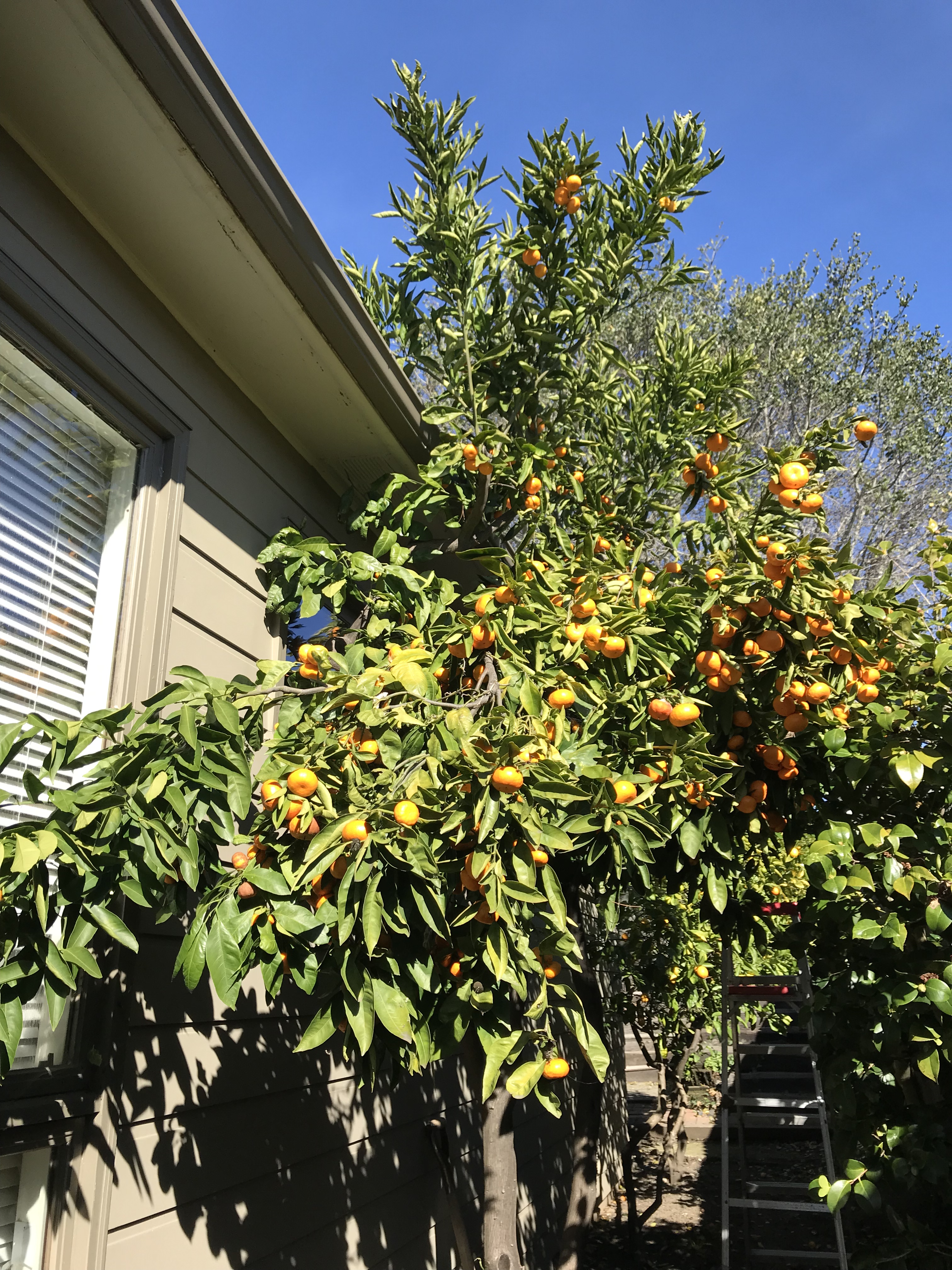 Tangerini’s for the Award Season… adventure to my&nbsp;backyard