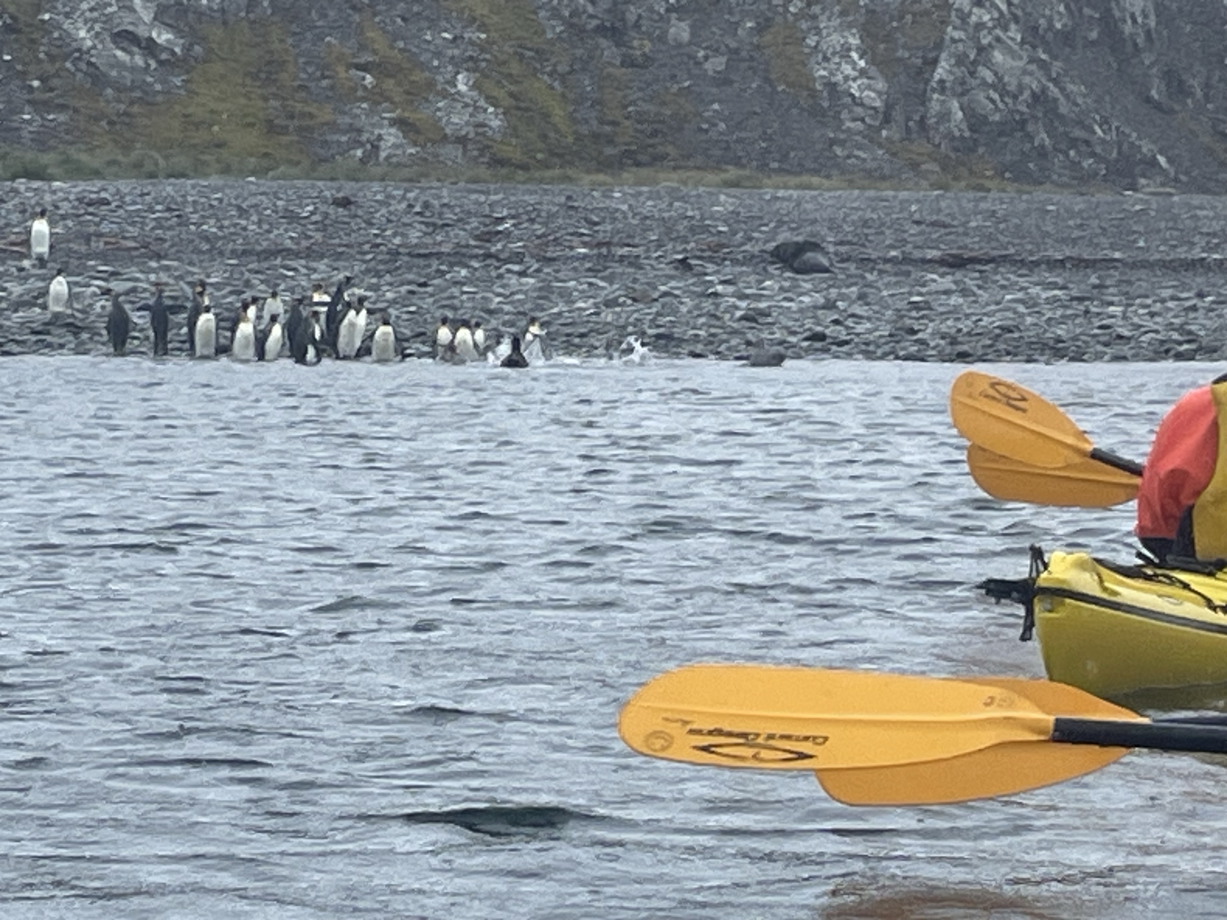 Antarctica on the horizon – South Georgia –&nbsp;kayaking