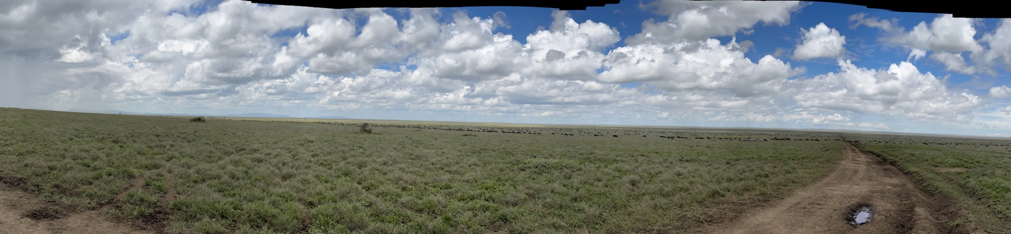 Africa Calling –&nbsp;Serengeti